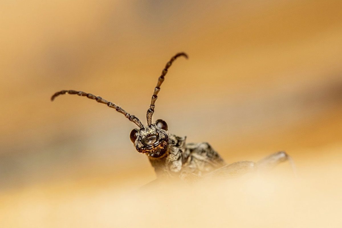 Insectes mangeurs de bois